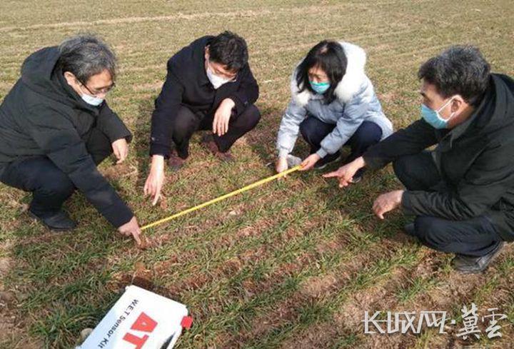 河北黄豆价格最新行情解析